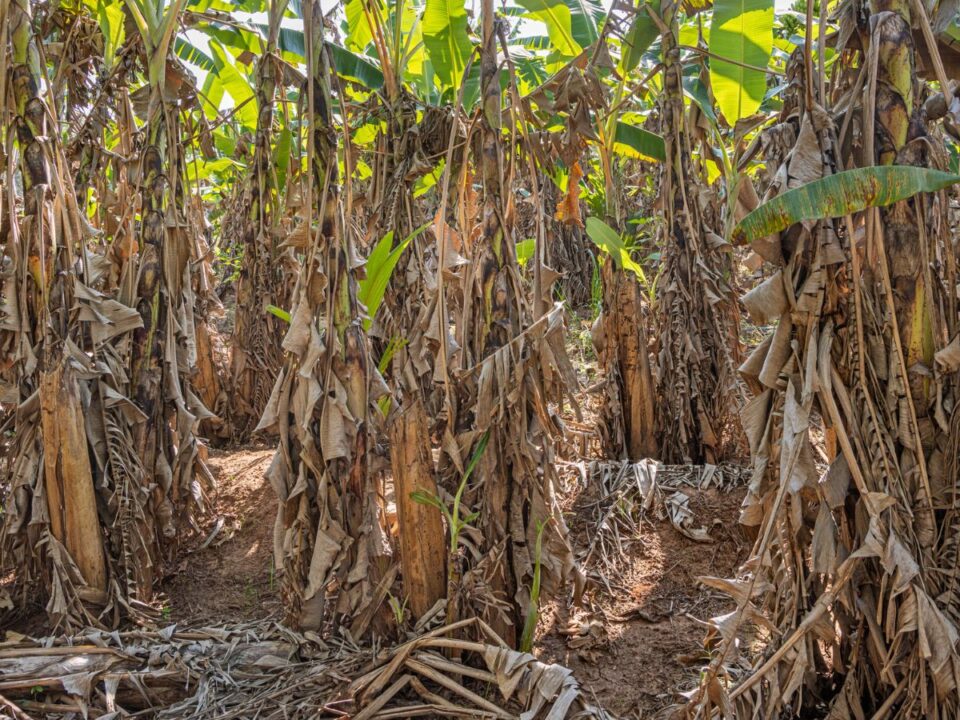 klimavaltozas-veszelyben-kedvenc-gyumolcs-banan - Nők Lapja klímaváltozás veszélyben kedvenc gyümölcs banán