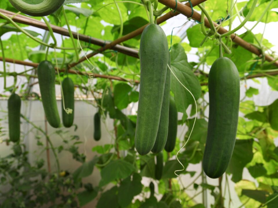 ezeken-helyeken-nem-no-ubroka - Nők Lapja ezeken a helyeken nem nő az uborka