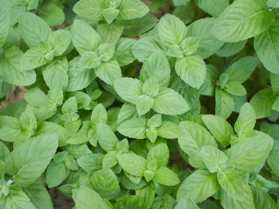 Illat áttörés Alzheimer-kór kutatásban