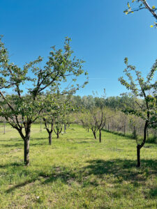 IMG_0308 - Nők Lapja