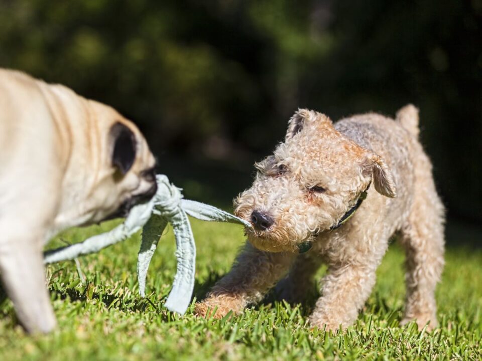 Lakeland-terrier-Getty-Images - Nők Lapja Mopsz-lakeland terrier kötélhúzás / Fotó: Getty Images