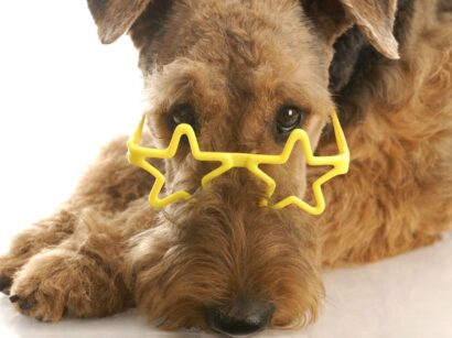 Airedale terrier szemüvegben / Fotó:: Getty Images