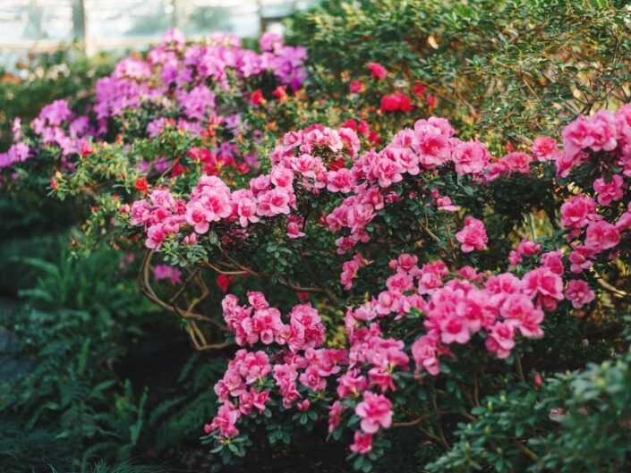 azálea, rododendron
