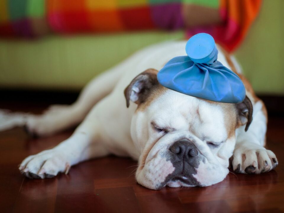 fereghajtas-kutya-macska-interju