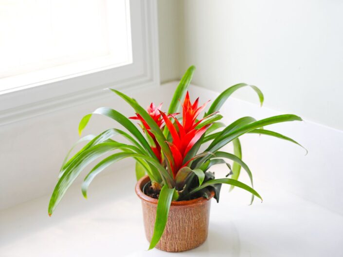 bromélia, szobanövény