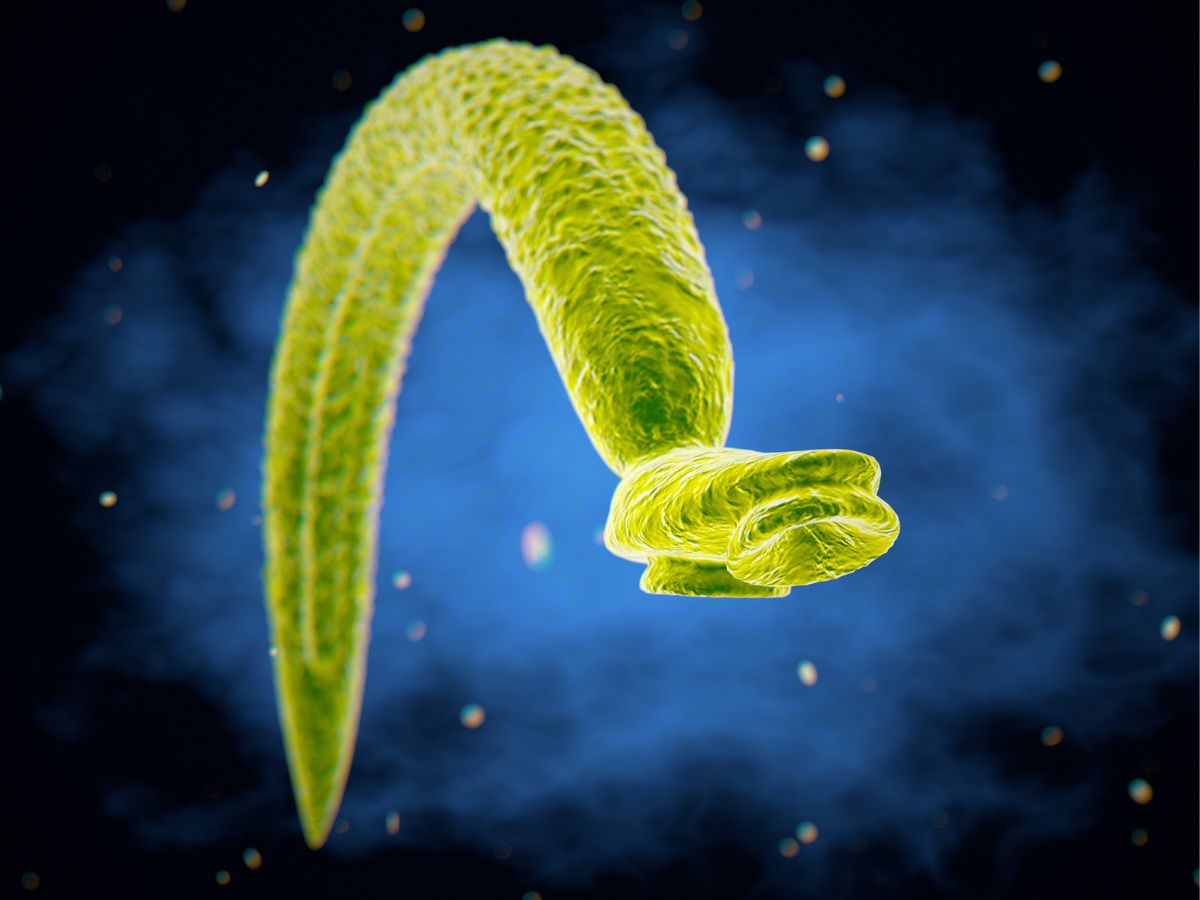 csigalaz-parazita-fertozes - Nők Lapja csigaláz parazita fertőzés