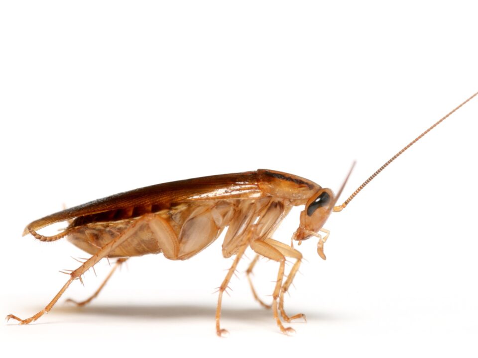 olaszorszag-higienia-csotany-csotanykrizis