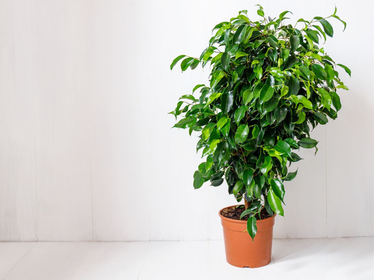 novenyek-haloszoba-alvas - Nők Lapja - Nők Lapja csüngőlevelű fikusz