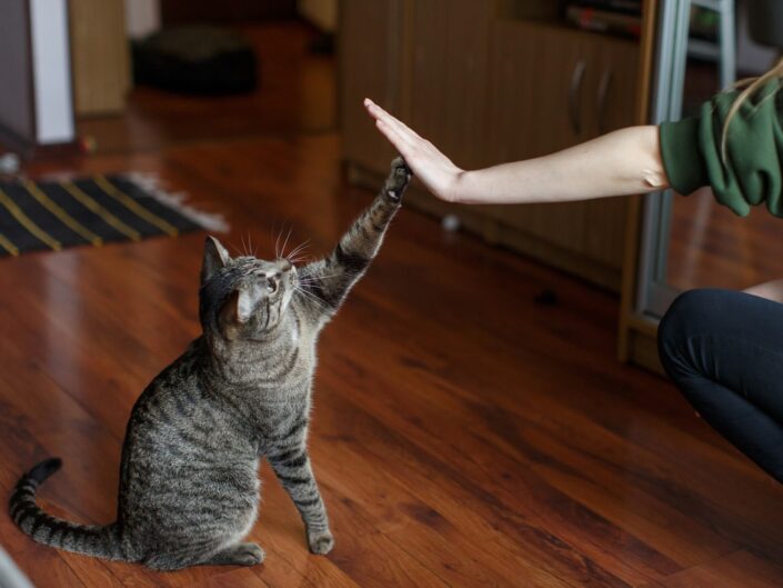 háziállat csillagjegy