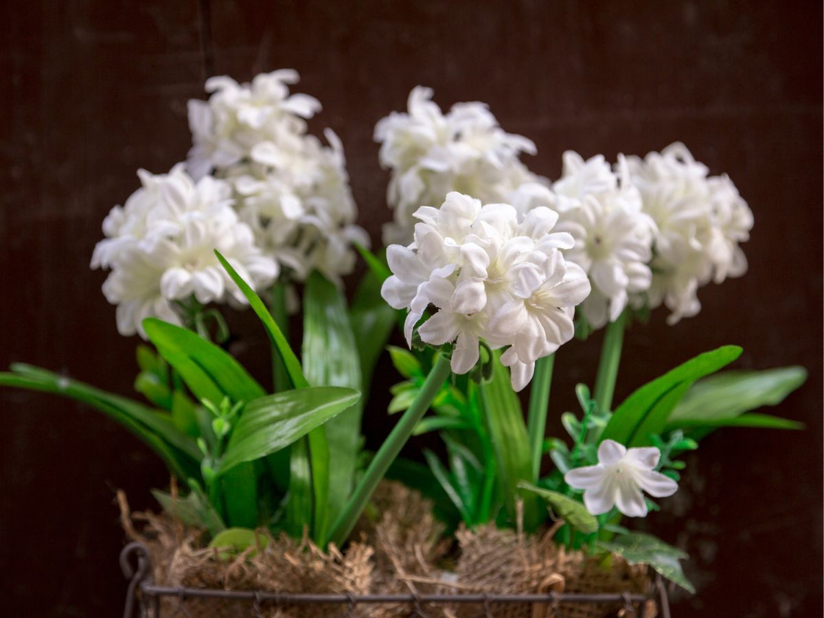 novenyek-haloszoba-alvas - Nők Lapja - Nők Lapja jázmin