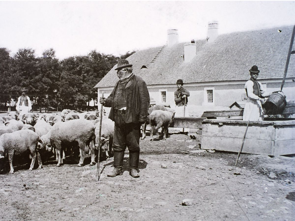 juhpásztor