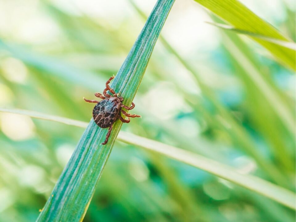 babezia-tunetei-kutyaknal - Nők Lapja kullancs, kutyakullancs