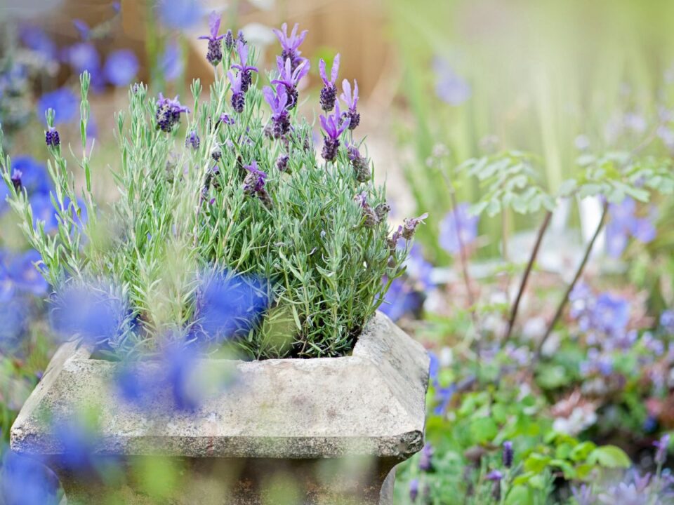 kullancsriaszto-novenyek