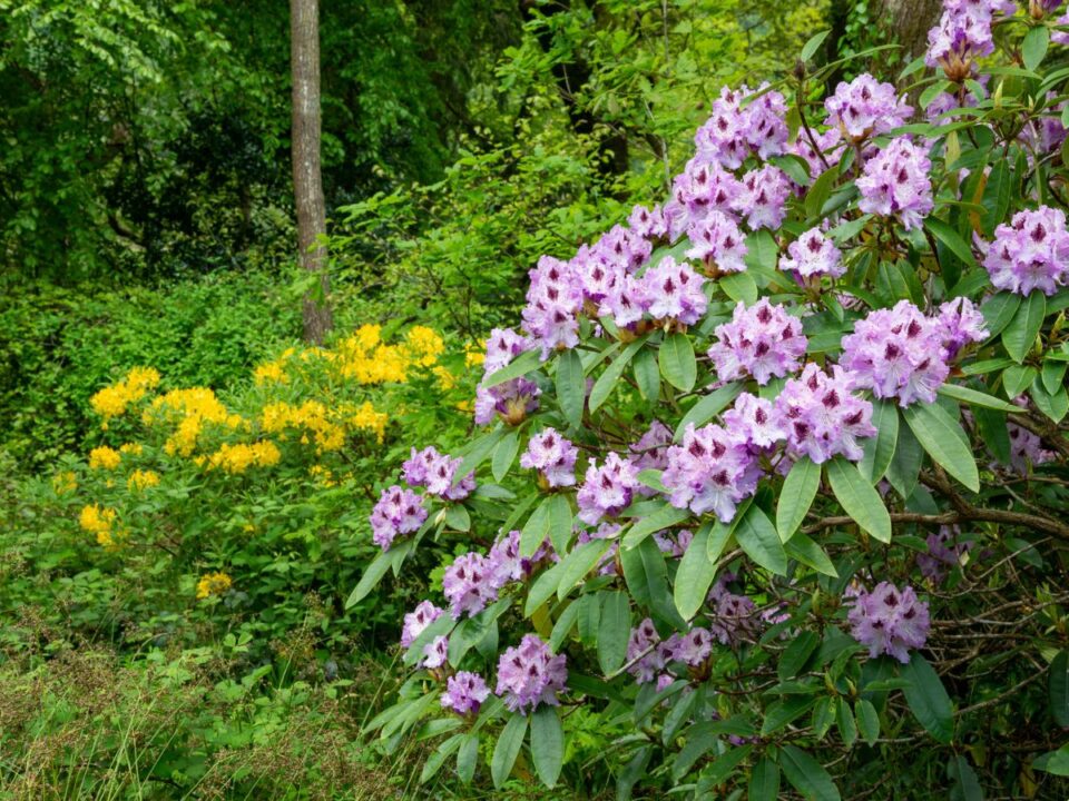 sajat-rododendron-nevelese-szaporitasa - Nők Lapja azálea, rododendron