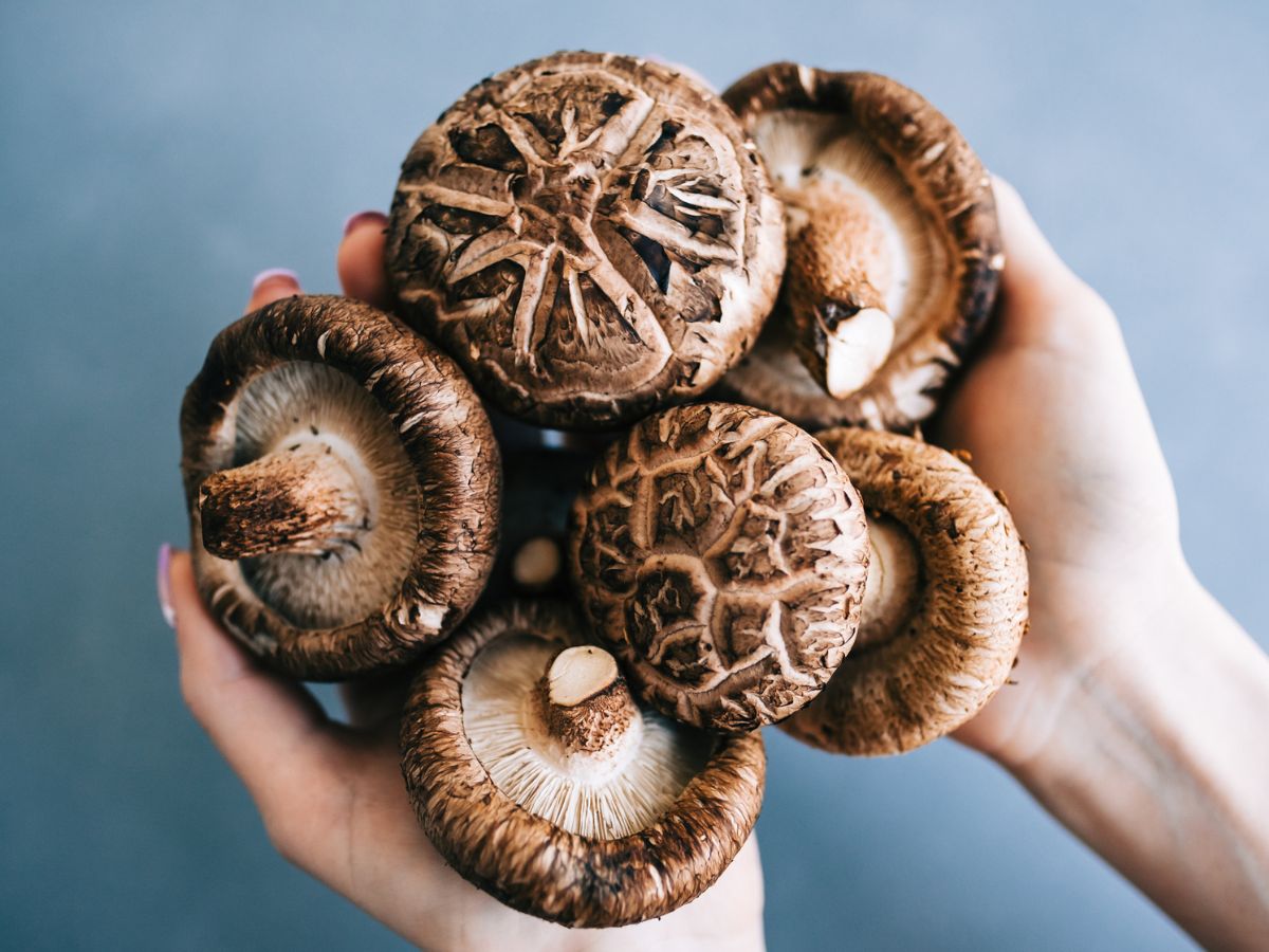 shiitake gomba diéta alatt