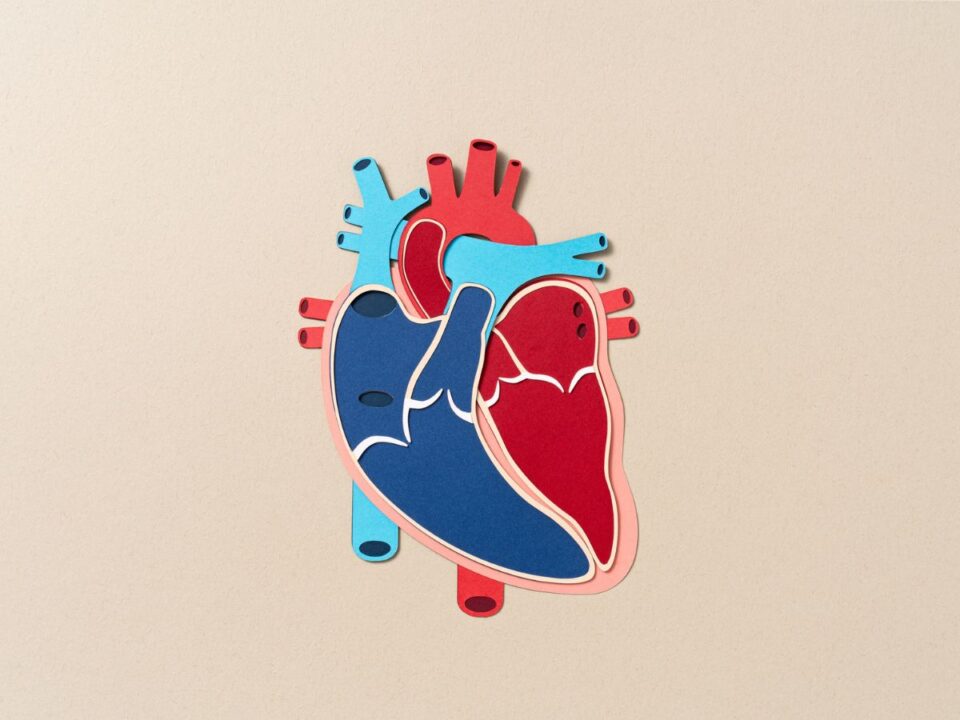 szív, emberi test