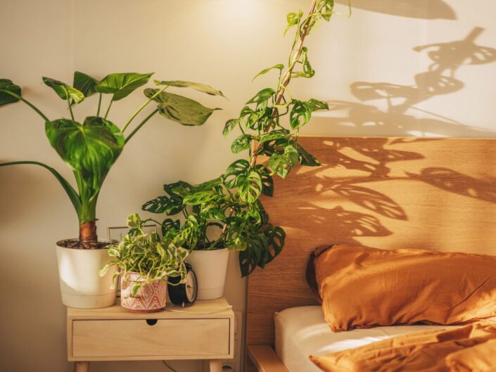 szobanövény, hálószoba