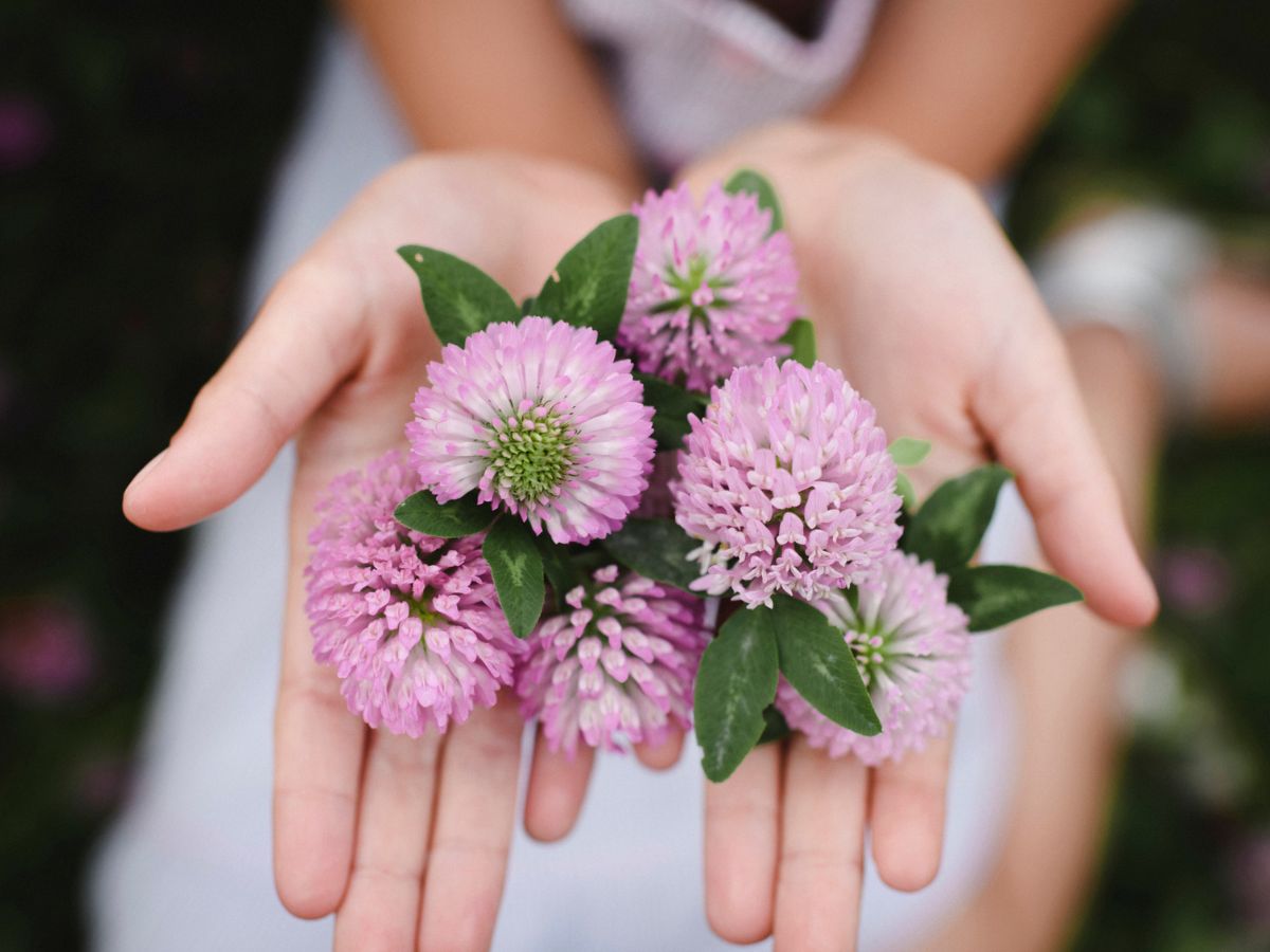 vöröshere réti here menopauza csontritkulás egészség gyógynövény