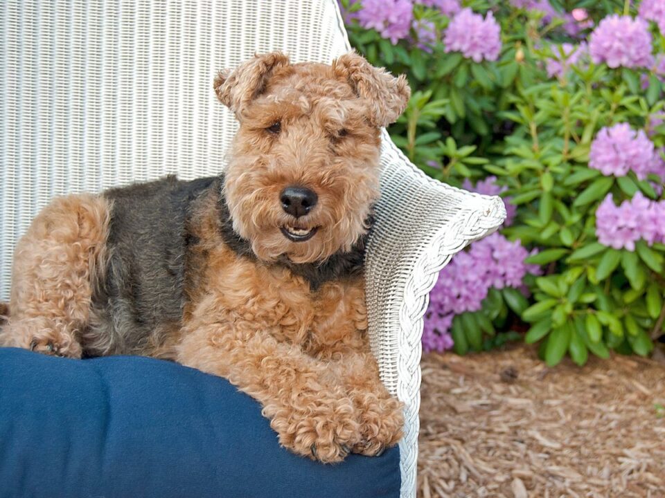 welsh-terrier-Getty-Images - Nők Lapja A welsh terrier / Fotó: Getty Images