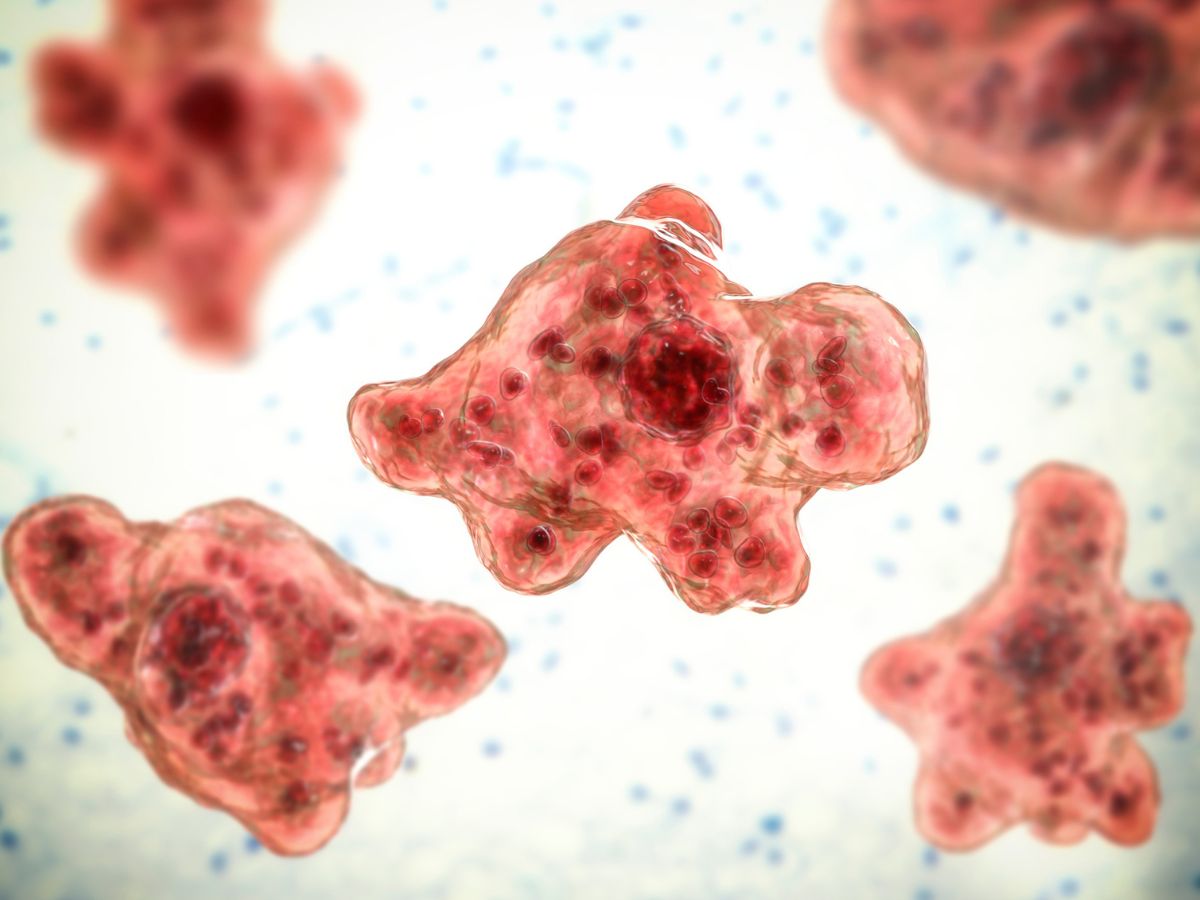 agyevő amőba naegleria fowleri megelőzés így védekezhetünk