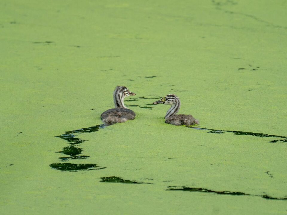 balatoni-alga - Nők Lapja balatoni alga