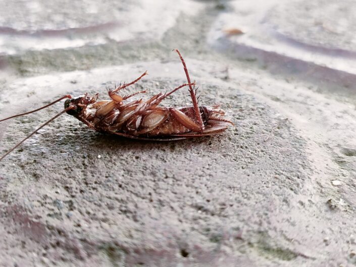 olaszország higiénia csótány csótánykrízis