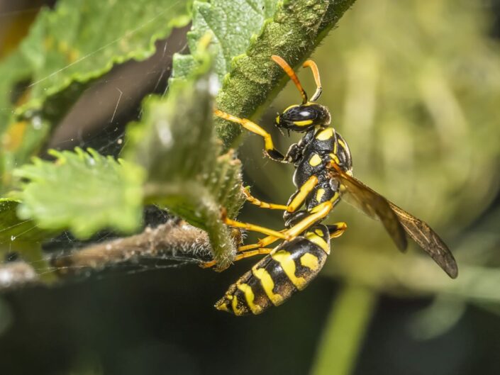 darazsak távol tartása
