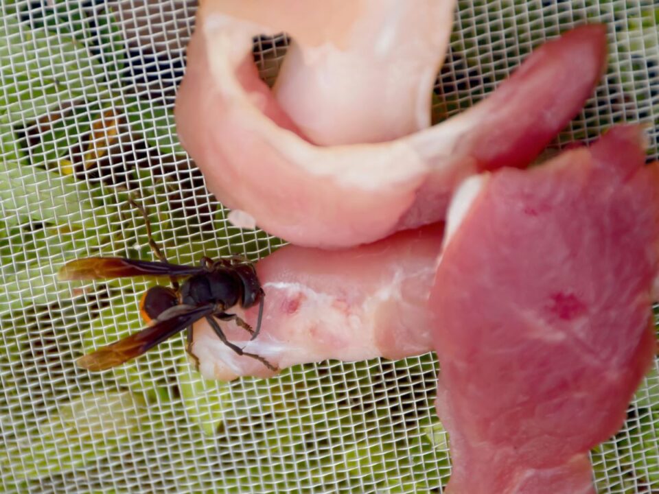 darazsak-tavol-tartasa - Nők Lapja darazsak távol tartása