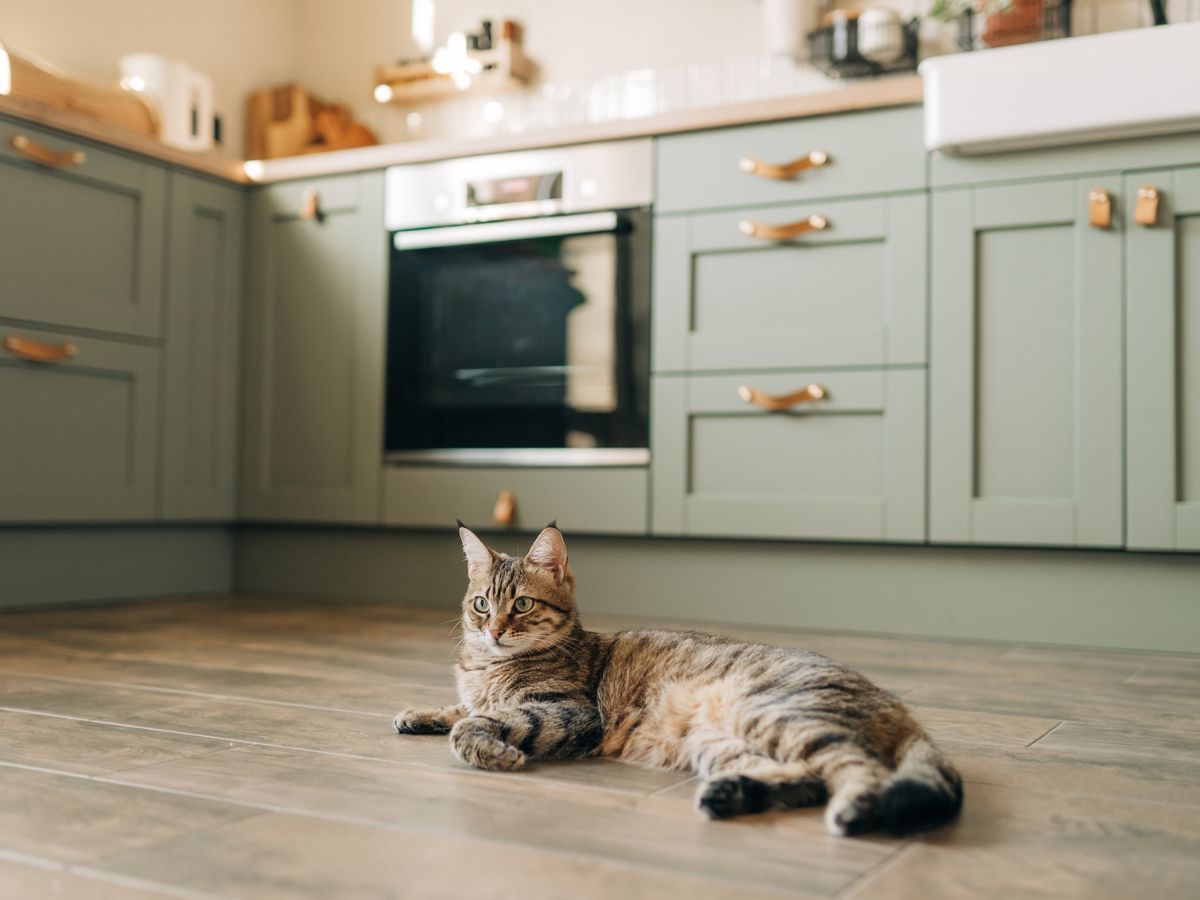 fapadló tisztítása fekete tea