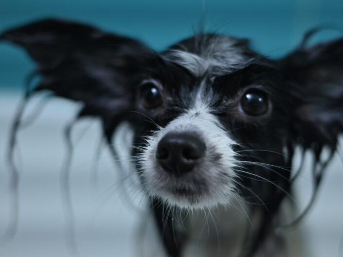 féreghajtás kutya macska interjú