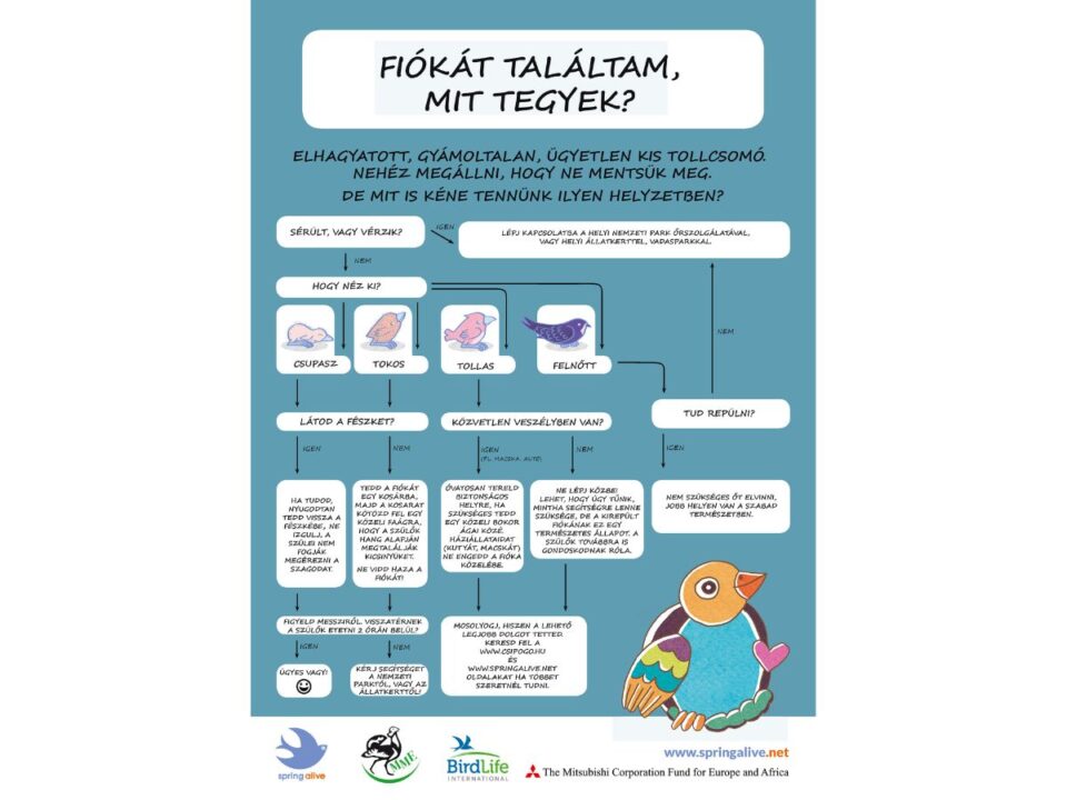Fiókát találtam! Mit tegyek? Magyar Madártani és Természetvédelmi Egyesület