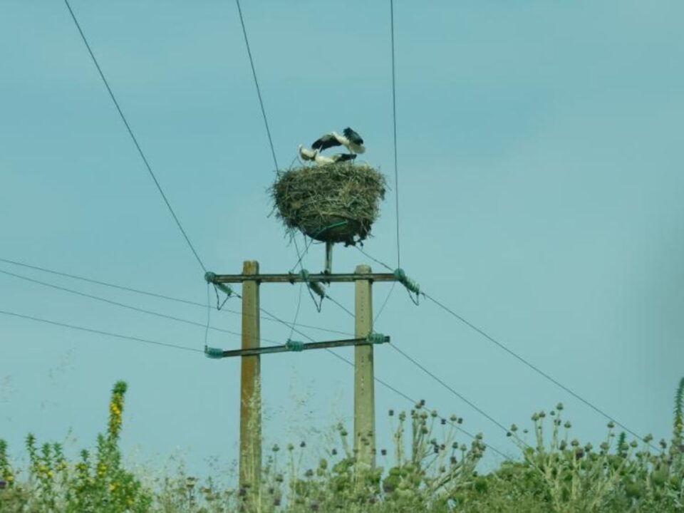 feher-golyak-vilagallomanya-magyarorszag - Nők Lapja gólya, Észak-Algéria