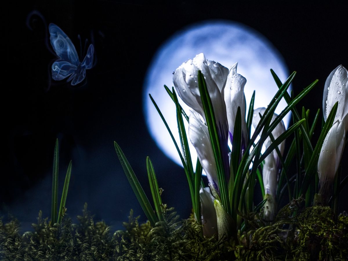 kert, virág, növény, lepke, éjszaka