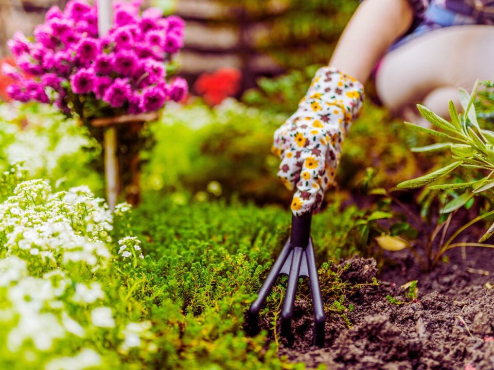 kert-noveny-buborekfolia - Nők Lapja kert növény buborékfólia