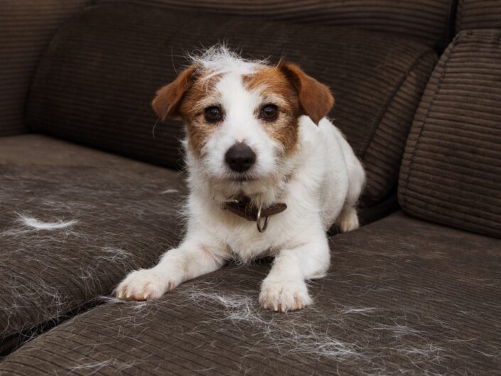 kutya vedlés kutyaszőr eltávolítása