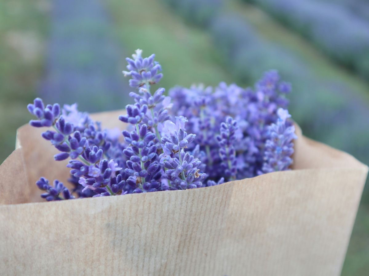 levendula