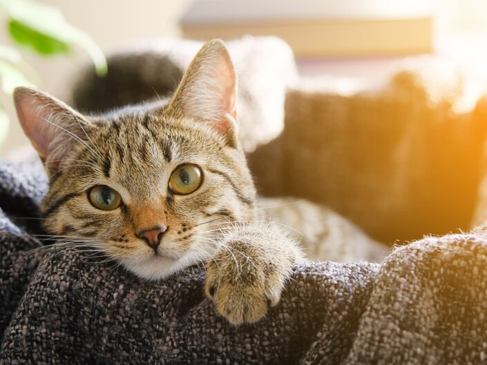 macska cica élettartam meghosszabbítása