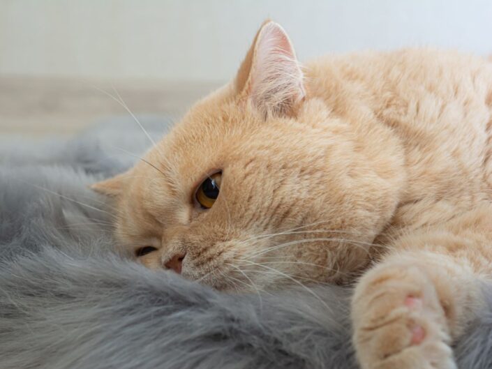 macskadepresszió jelei