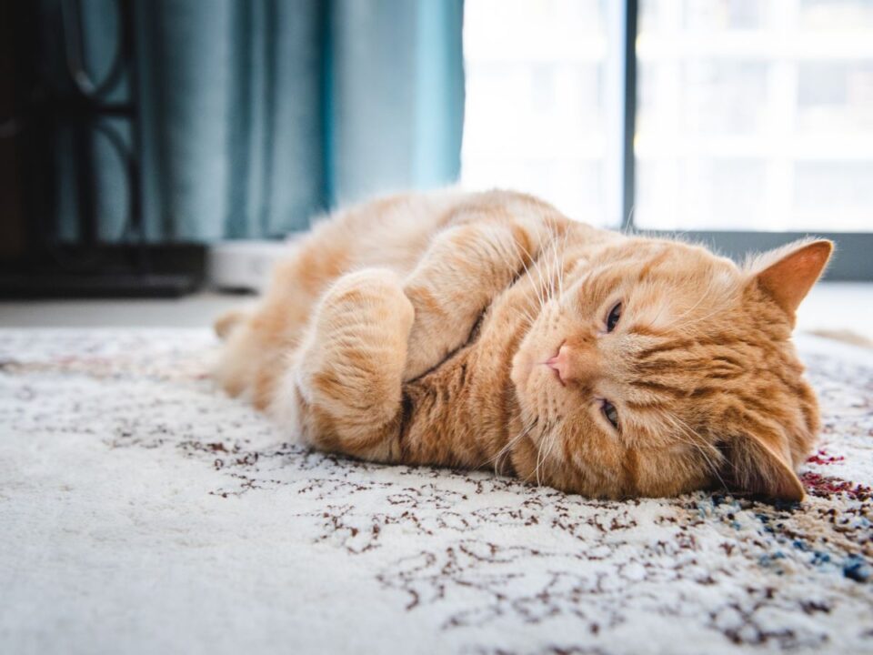 macskadepresszió jelei