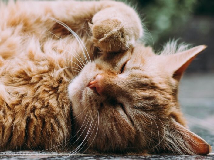 macskanátha tünetei