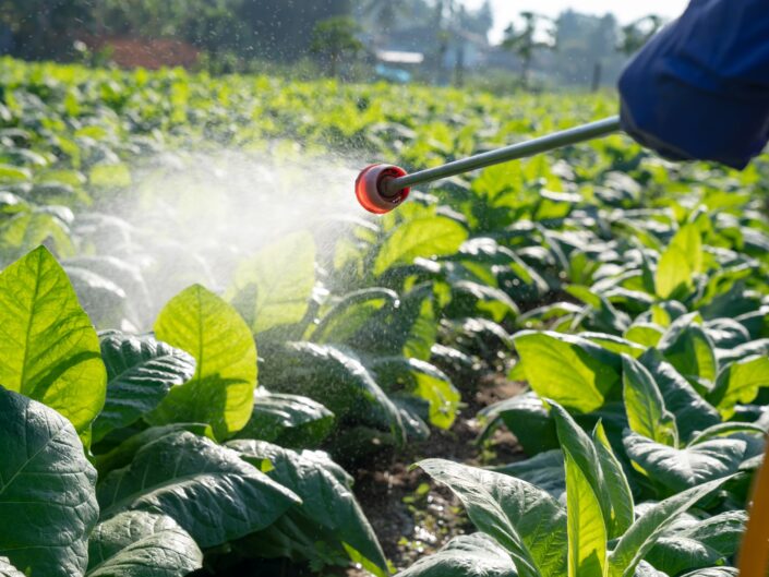 piszkos 12 növényvédő termény