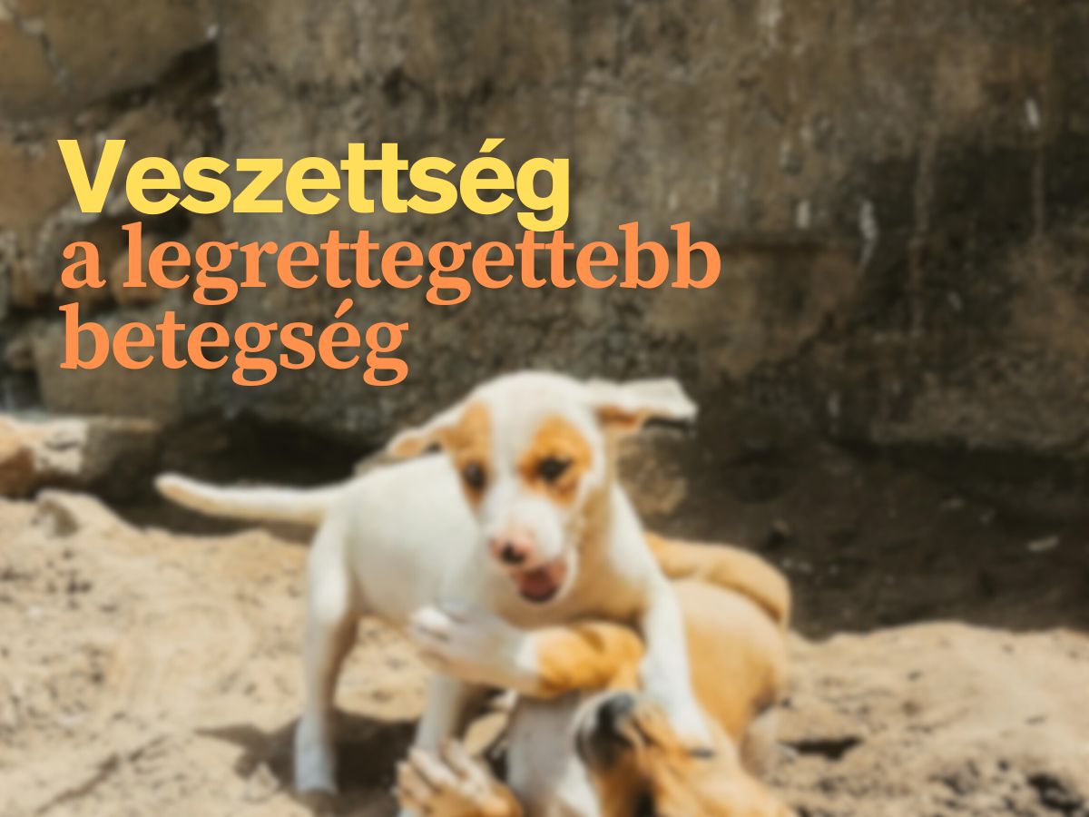 halalos veszély nyaralás