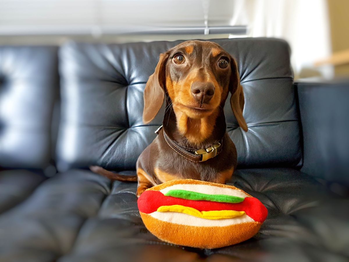 tacskó, kutya, hot dog