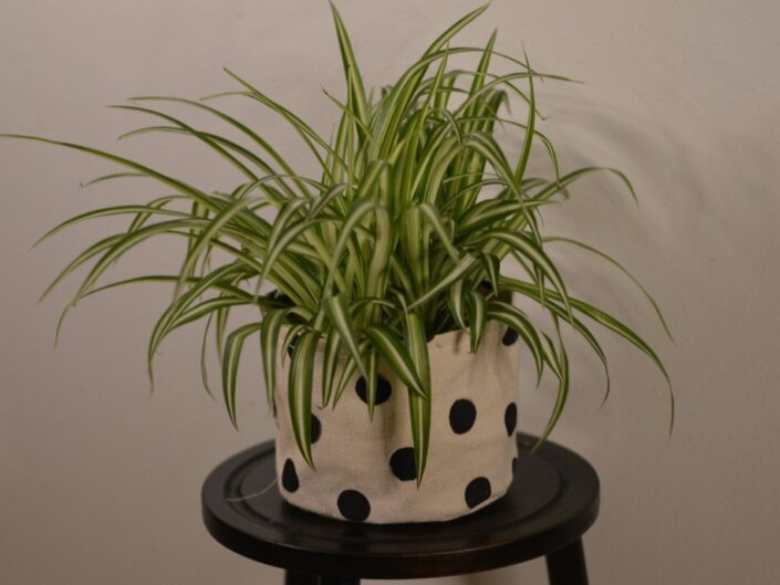 zöldike, csokrosinda