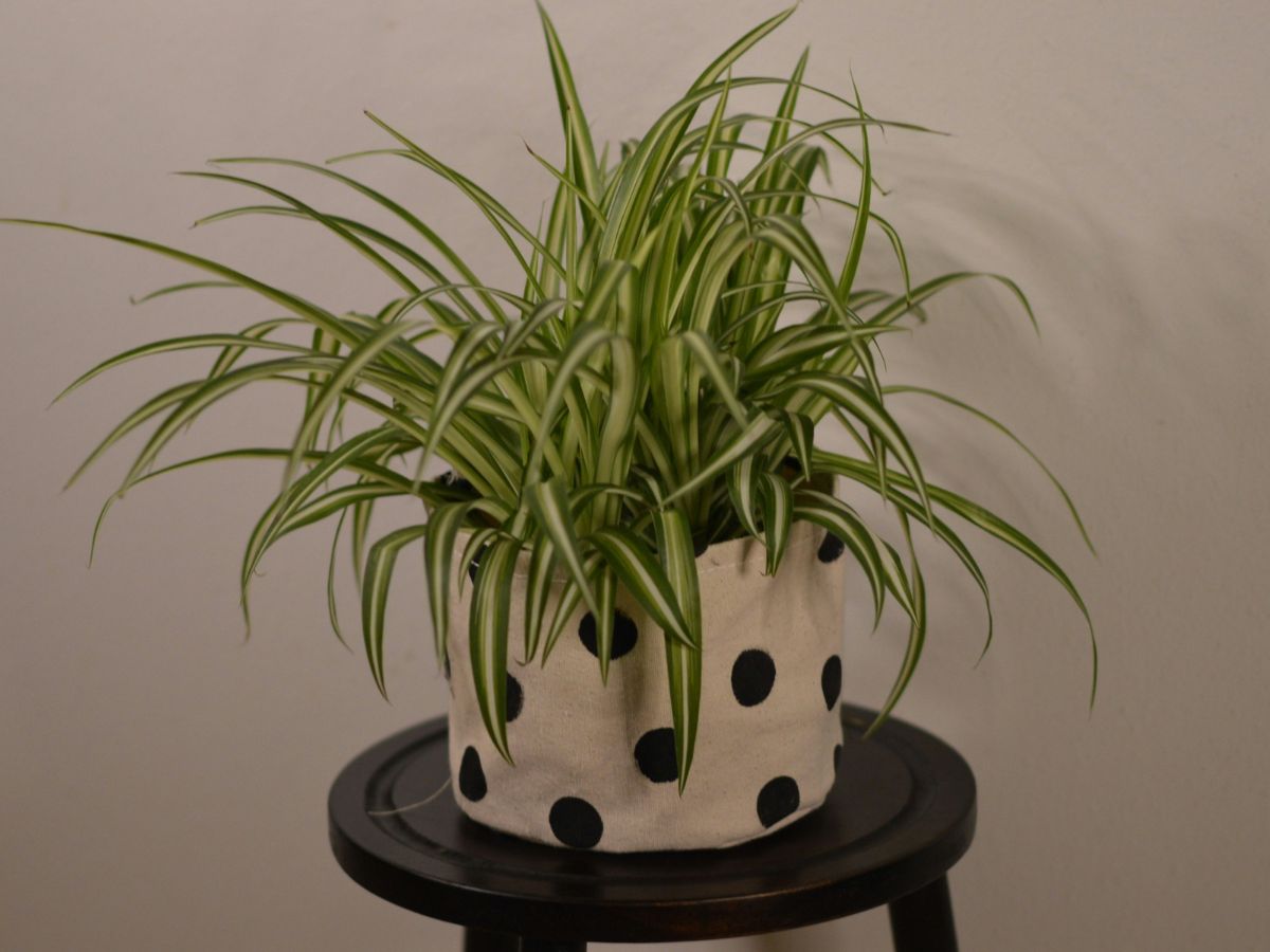 zöldike, csokrosinda