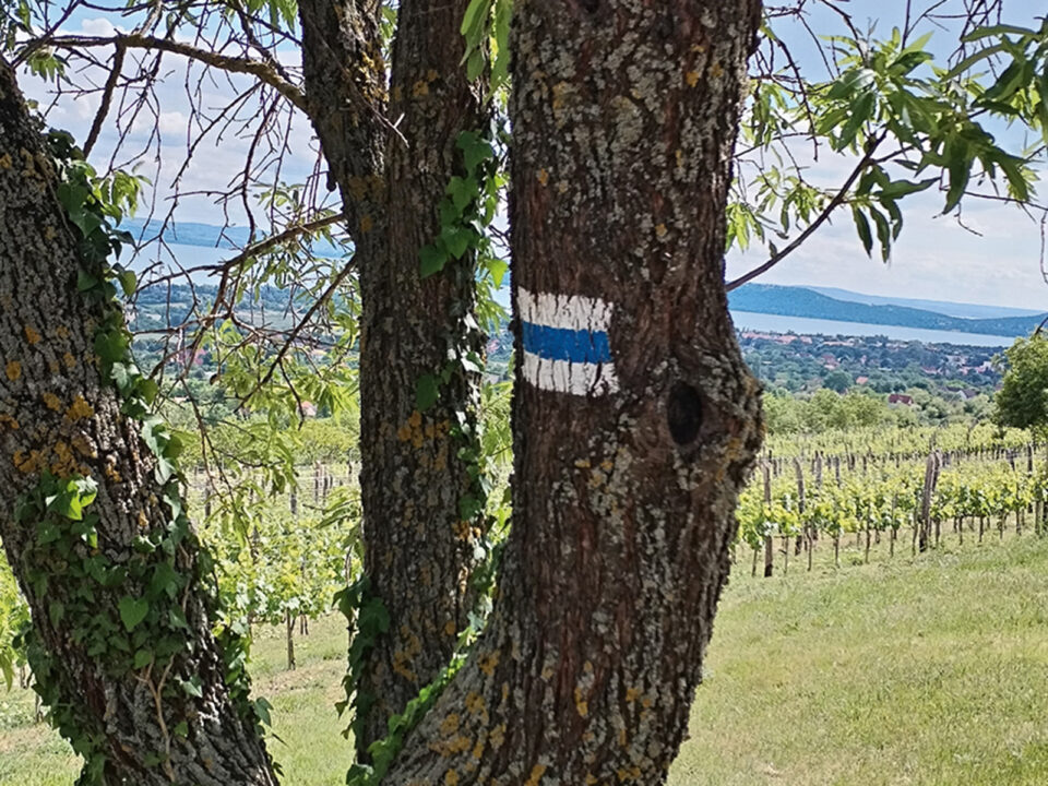 1000018442 - Nők Lapja