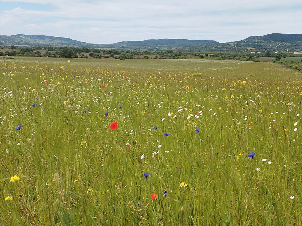 1000018676 - Nők Lapja
