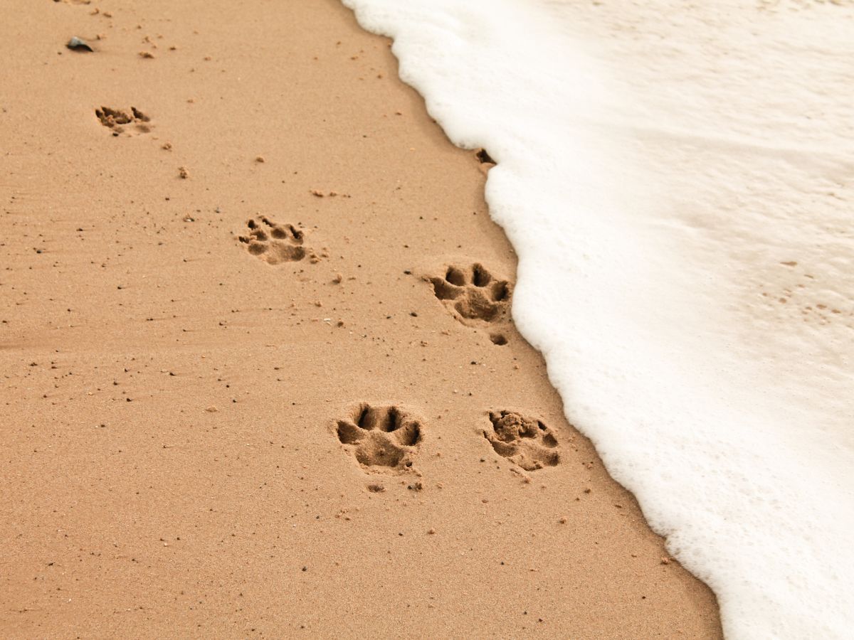 kutyalábnyom a homokban