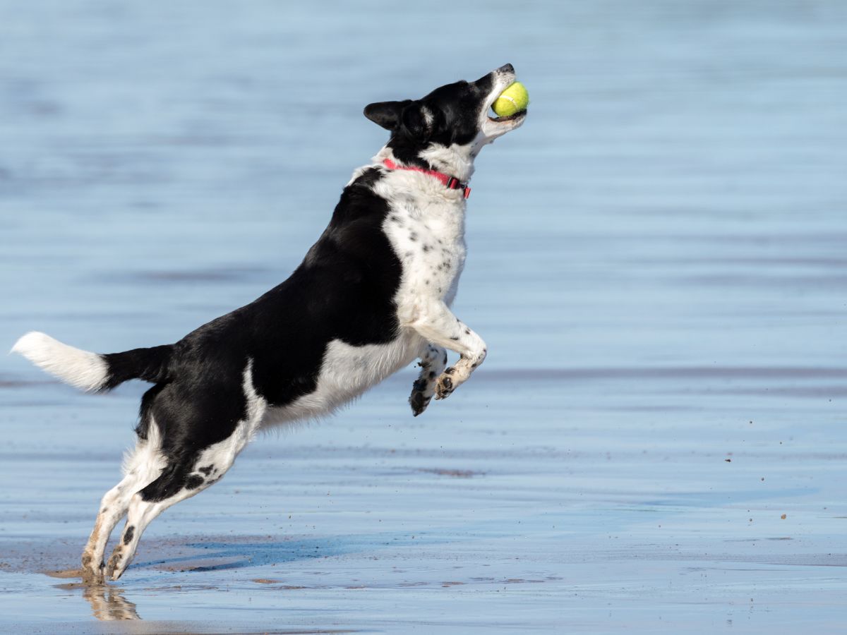 kutya a vízben labdázik