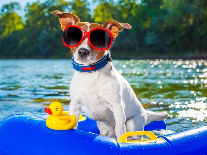 Kutyabarát strand (Fotó: Canva)